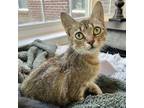 Adopt Andie a Tan or Fawn Tabby Abyssinian cat in Knoxville, TN (39156396)