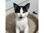 Adopt Xavier / Lackey (M) a All Black Domestic Shorthair / Mixed cat in Arab