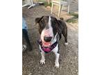 Adopt Dylan a Bull Terrier / Mixed Breed (Large) / Mixed dog in Santa Rosa