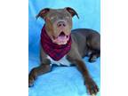 Adopt Wilson a Brown/Chocolate - with White Pit Bull Terrier / Weimaraner /