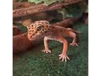 Adopt Francine a Gecko reptile, amphibian, and/or fish in Comox, BC (39180383)
