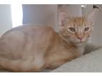 Adopt Mako a Orange or Red Tabby Domestic Mediumhair (medium coat) cat in North