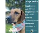 Adopt Stella a Tan/Yellow/Fawn Labrador Retriever / Mixed dog in Metamora