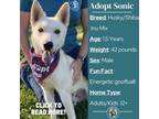 Adopt Sonic a Tan/Yellow/Fawn Husky / Shiba Inu / Mixed dog in Metamora