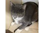 Adopt Precious a Gray or Blue Domestic Shorthair / Mixed cat in Hattiesburg