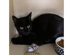 Adopt Shadow a All Black Domestic Shorthair / Mixed cat in Hattiesburg