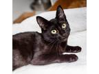 Adopt Hershey Bar a All Black Domestic Shorthair / Mixed cat in Hattiesburg