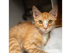 Adopt Hootie a Orange or Red Domestic Shorthair / Mixed cat in Hattiesburg