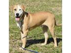 Adopt Aaron a Tan/Yellow/Fawn Labrador Retriever / Mixed dog in Hattiesburg