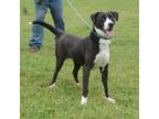 Adopt Arrow a Black Labrador Retriever / Mixed dog in Hattiesburg, MS (39180281)