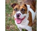 Adopt Forrest a Brindle American Staffordshire Terrier / Mixed dog in