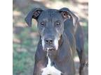 Adopt Princess a Black Great Dane / Mixed dog in Abilene, TX (39180262)