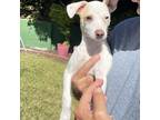 Adopt Tramp a White - with Tan, Yellow or Fawn Jack Russell Terrier / Mixed dog