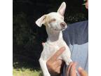 Adopt Lady a White - with Tan, Yellow or Fawn Jack Russell Terrier / Mixed dog