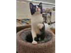 Adopt Sadie a Black & White or Tuxedo Domestic Shorthair (short coat) cat in