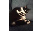 Adopt Betty a Black & White or Tuxedo American Shorthair / Mixed (short coat)