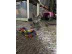 Adopt Ivi a Gray, Blue or Silver Tabby Domestic Shorthair (short coat) cat in