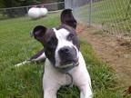 Adopt Clarissa a Brindle - with White Boston Terrier / Pit Bull Terrier / Mixed