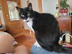 Adopt Kai a Black & White or Tuxedo American Shorthair / Mixed (short coat) cat