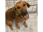 Adopt Winnifred a Dachshund / Bloodhound / Mixed dog in Austin, TX (39180215)