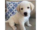 Adopt Ezra a White - with Tan, Yellow or Fawn Border Collie / Mixed dog in