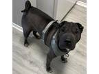 Adopt Croissant a Gray/Silver/Salt & Pepper - with Black Shar Pei / Mixed dog in