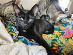 Adopt Darby a All Black Domestic Shorthair / Mixed cat in Columbus