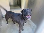Adopt MISTY a Black Pit Bull Terrier / Mixed dog in Tustin, CA (39168493)
