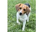 Adopt Rosalie a Tricolor (Tan/Brown & Black & White) Beagle / Mixed dog in
