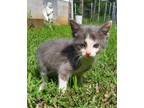 Adopt Berty a Domestic Shorthair / Mixed (short coat) cat in Benton