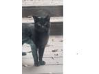 Adopt Felix a All Black American Shorthair / Mixed (short coat) cat in Anderson