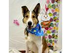 Adopt Frodo a White - with Tan, Yellow or Fawn Collie / Mixed dog in Easton