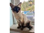 Adopt Booboo a Siamese / Mixed cat in Penticton, BC (39096776)