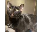 Adopt Raven 4035 a All Black Domestic Shorthair / Mixed cat in Columbus