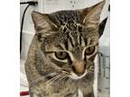 Adopt Emma a Domestic Shorthair / Mixed cat in Squamish, BC (39168767)