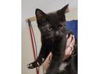 Adopt Reading Rainbow a Domestic Shorthair / Mixed (short coat) cat in Grand