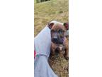 Adopt Nadja a Brindle Pit Bull Terrier / Staffordshire Bull Terrier / Mixed dog