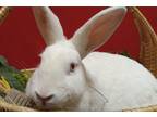 Adopt Joey a New Zealand / Mixed rabbit in Vancouver, WA (39180045)