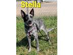 Adopt Stella (pup #7) a Australian Cattle Dog / Mixed Breed (Medium) / Mixed dog