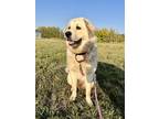 Adopt Dot a Great Pyrenees / Mixed dog in Dawson Creek, BC (39180054)