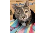 Adopt Baby a Domestic Shorthair / Mixed cat in Penticton, BC (39088432)