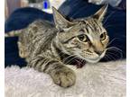 Adopt PARKER a Brown Tabby Domestic Shorthair / Mixed (short coat) cat in