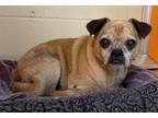 Adopt Mister a Pug / Mixed dog in Norman, OK (39180032)