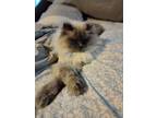 Adopt Carter a Cream or Ivory Ragdoll / Mixed (long coat) cat in Lancaster