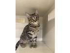 Adopt Liberty a Spotted Tabby/Leopard Spotted Domestic Shorthair cat in