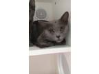 Adopt Liam a Domestic Shorthair / Mixed (short coat) cat in Oxford