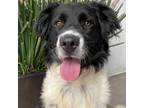 Adopt LIBBY a Black - with White Border Collie dog in Langley, BC (39180016)