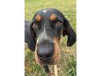 Adopt Saige a Bluetick Coonhound / Mixed dog in Bolivar, MO (39138416)