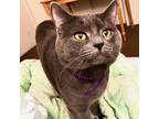 Adopt Cthulhu (kuh-thoo-loo) a Gray or Blue Russian Blue / Mixed cat in Carmel