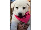 Adopt LOLLI a White - with Tan, Yellow or Fawn Great Pyrenees / Mixed Breed